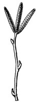 red-birch-branch_1_lg.gif