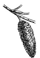 white-birch-fruit_1_sm.gif