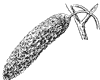 paper-birch-fruit_1_th.gif