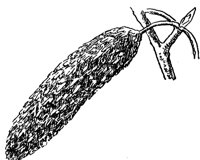 paper-birch-fruit_1_md.gif