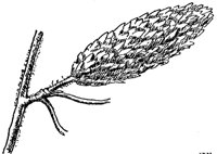 red-birch-fruit_1_md.gif