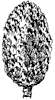 yellow-birch-fruit_1_th.gif