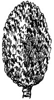 yellow-birch-fruit_1_sm.gif