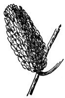 sweet-birch-fruit_1_lg.gif