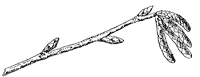 hop-hornbeam-branch_1_sm.gif