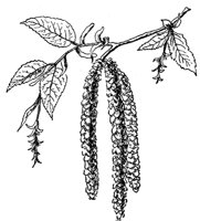 hop-hornbeam-flowers_1_md.gif