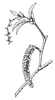 hornbeam-flowers_1_th.gif