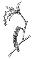 hornbeam-flowers_1_sm.gif