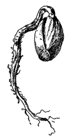 acorn_1_sm.gif