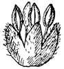 scarlet-oak-flowers_2_th.gif