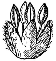 scarlet-oak-flowers_2_md.gif