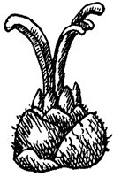 scarlet-oak-flowers_3_sm.gif