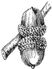post-oak-acorn_1_th.gif