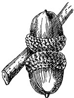 post-oak-acorn_1_sm.gif