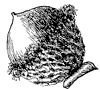 bur-oak-acorn_1_th.gif