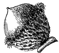 bur-oak-acorn_1_sm.gif