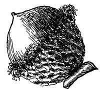bur-oak-acorn_1_md.gif