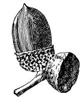 chestnut-oak-acorn_1_md.gif