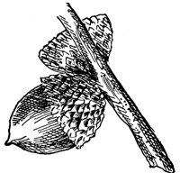 yellow-oak-acorn_1_lg.gif