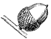 chinquapin-oak-acorn_1_th.gif