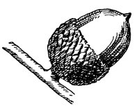 chinquapin-oak-acorn_1_lg.gif