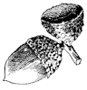 swamp-white-oak-acorn_1_th.gif