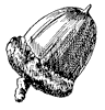 red-oak-acorn_1_th.gif