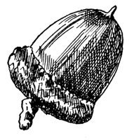 red-oak-acorn_1_md.gif
