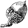 scarlet-oak-acorn_1_th.gif