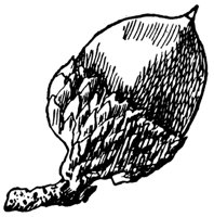 scarlet-oak-acorn_1_md.gif