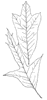 spanish-oak-leaves_1_th.gif