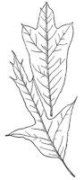 spanish-oak-leaves_1_md.gif