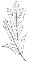 spanish-oak-leaves_1_lg.gif