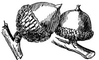 spanish-oak-acorn_1_lg.gif
