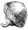 pin-oak-acorn_1_th.gif