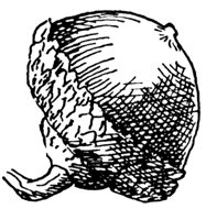 pin-oak-acorn_1_md.gif