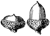 bear-oak-acorn_1_th.gif