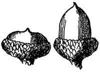 bear-oak-acorn_1_md.gif