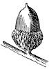 black-jack-oak-acorn_1_th.gif