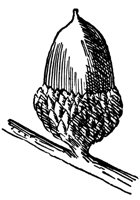 black-jack-oak-acorn_1_lg.gif