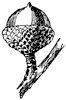 shingle-oak-acorn_1_th.gif