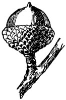 shingle-oak-acorn_1_sm.gif