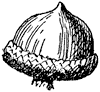 willow-oak-acorn_1_th.gif