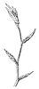 beech-branch_1_th.gif