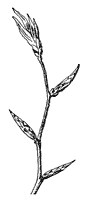 beech-branch_1_sm.gif