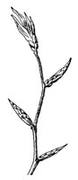 beech-branch_1_md.gif