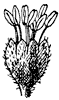 beech-flower_1_th.gif