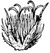 beech-flower_2_th.gif