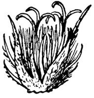 beech-flower_2_sm.gif