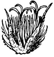 beech-flower_2_md.gif